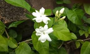 Di dalam tabel ini juga ada kosakata (mufradat) yang berkaitan dengan bagian bunga atau kondisi bunga. 10 Foto Bunga Terindah Di Dunia Maknanya Beserta Namanya Jejakpiknik Com