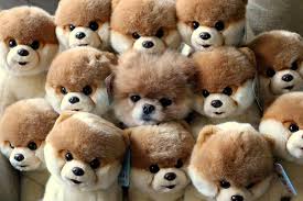 Spot The Impostor World Cutest Dog Boo The Dog Cute Animals