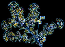 Image result for Physotrichia