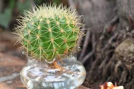 Cactus are starting to gain popularity, and it's no wonder! Cacti Profile Rayagarden