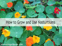 Optimal soil temperature for germination: How To Grow Use Nasturtiums The Micro Gardener