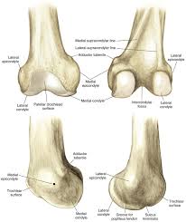 One on the outer aspect of the distal part of the humerus or proximal to the lateral condyle of the femur. Knee And Lower Leg Musculoskeletal Key