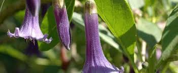 We did not find results for: Iochroma Species Blue Angel Trumpet Mini Angel S Trumpet Iochroma Australe