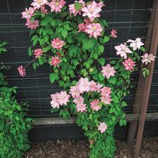 Spring Hill Nurseries Little Mermaid Clematis Live Bareroot Plant Pink Flowering Perennial Vine 1 Pack 71253 The Home Depot Perennial Plants Clematis Spring Hill Nursery