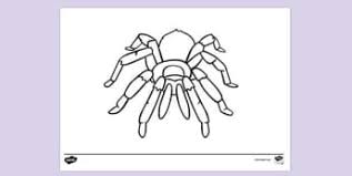 Spooky spider and web ceramic ornament | zazzle.com. Free Redback Spider Colouring Sheet Colouring Sheets