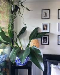 Pin On Crazy About Plants And Flower Gardening