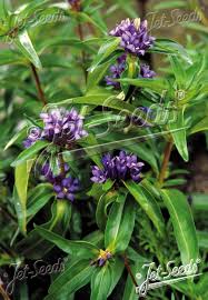 Image result for Gentianaceae