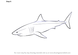 How to draw a realistic shark. Learn How To Draw A Great White Shark Fishes Step By Step Drawing Tutorials