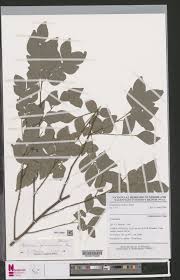 Image result for Haplocoelum