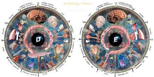 chart to iridology 12pc free for you iriscope iridology