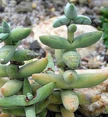 Image result for Crassula granvikii