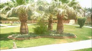 Home ›› landscaping ›› saudi arabia landscaping. Nabtat Landspacing Gardening