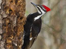 We have a chocolate downy woodpecker coming to our feeder in grosse ile michigan. Michigan Woodpeckers Pictures And Information