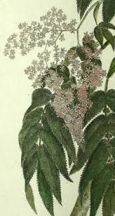 Image result for Hagenia abyssinica