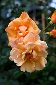 Image result for Autumn Rose 1958 Kelvinator