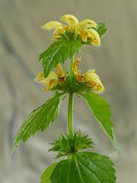 Image result for Lamium galeobdolon