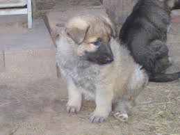 Color:the most recognizable color of german shepherd puppies for sale is solid black and tan. German Shiloh Shepherd Puppies For Sale For Sale In Maud Oklahoma Classified Americanlisted Com