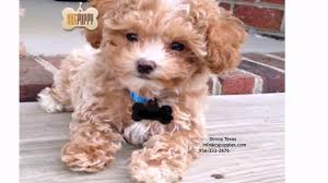Vicky's toy puppies offers hypoallergenic puppies for sale throughout the state of texas. Maltipoo Puppy Breeders California Youtube