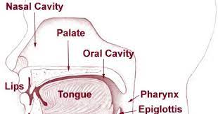 Ini menyebabkan ayah saya mempunyai masalah sakit dada kerana batuk berterusan ini. Earnosethroat Head Neckmedicine Kanser Tekak