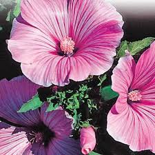The dianthus is a very pleasing addition in a garden and accents a lot of other plants in the flower bed. Lavatera Seeds Silvercup Mckenzie Seeds