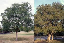 Image result for Vepris drummondii