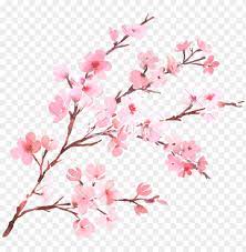 Cherry blossom, almond tree flowery branch flower image pixabay. Watercolor Cherry Blossom Flower Png Image With Transparent Background Toppng