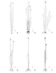 Image result for Xyris dissimilis