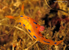 Image result for Erythrococca polyandra