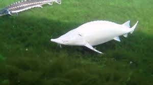 Waray hini subspecies nga nakalista. Albino Sterlet Acipenser Ruthenus Koicompetence Seltene Tiere Ausgestopftes Tier Susse Tiere