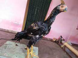 Check spelling or type a new query. Ayam Ratu Aseel Farm Posts Facebook