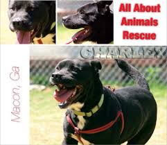 Pin On Available For Adoption In Macon Ga