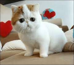 cuuuuuuuute 猫大好き キティ キュートな猫