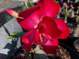 Maria S Garden Desert Rose Plant Nursery Succulent Plants In 2021 Planting Succulents Succulents For Sale Succulents