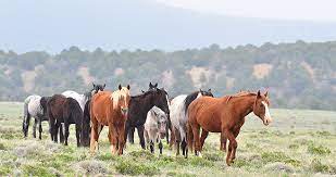 In europe, the last species of wild cattle was the closer to home you might run a search on chillingham: Wild Horses As Native North American Wildlife