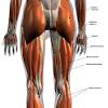 The hamstrings are excessively lengthened yet overactive in individuals with lower crossed syndrome (lcs). 1