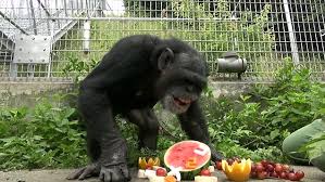 Meet Kanako The 24 Year Old Chimp With Down Syndrome Daily Mail Online