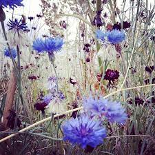 Wildflower Meadow With Blue Cornflowers Face Mist Wild Flowers Mists