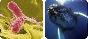 For example, a branch of biology called virology studies viruses, which exhibit some of. Characteristics Of Life Read Biology Ck 12 Foundation