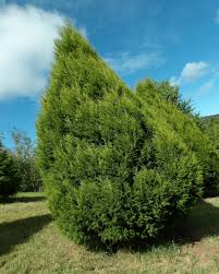 Image result for Cupressus torulosa