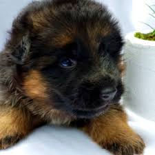 German shepherd puppies make great pets. German Shepherd Puppies Sc Gena Edwards 704 635 0147