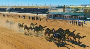 The yearly held king abdulaziz camel festival in saudi arabia is held in the dahna desert outside riyadh. Camels And Culture A Celebration Aramcoworld
