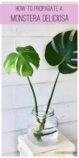 Propagating A Monstera Plant Care Houseplant Propagating Plants Plant Cuttings