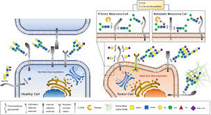 Not many people read this because ww2 was going on. Aberrant Glycosylation In Cancer A Novel Molecular Mechanism Controlling Metastasis Sciencedirect