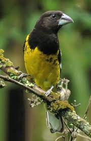rei do bosque pheucticus aureoventris d orbigny lafresnaye 1837 macho c danilo mota black backed grosbeak male hayvanlar kus