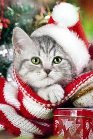 три кота новые серии 2019 года все серии подряд Milota Zelenoglazoe Chudo Christmas Cats Christmas Animals Cute Cats