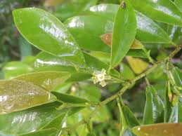 Image result for Aneulophus