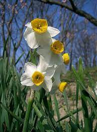 Notes From The Apothecary Narcissus Plant Plants Spring Perennials