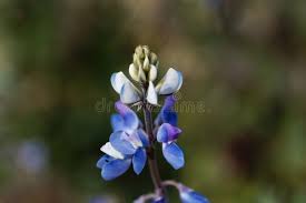 Image result for Lupinus mexicanus
