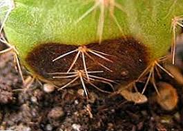 With the sufficient lighting, the right soil mix, and proper watering, the cacti will do all the work. Diseases Of Cacti And How To Deal With Them Cactus