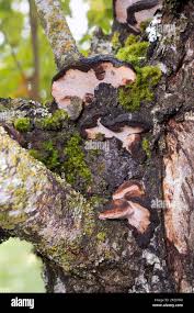Image result for Phellinus pomaceus